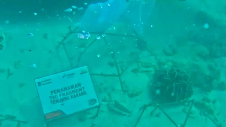 Merajut Kembali Benteng Biru Pulau Tikus Bengkulu dari Ancaman