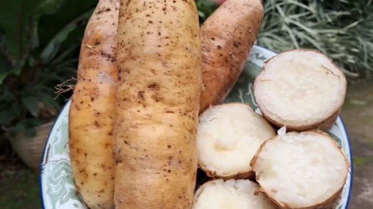 Mengenal Mbili atau Gembili dan Manfaatnya bagi Kesehatan
