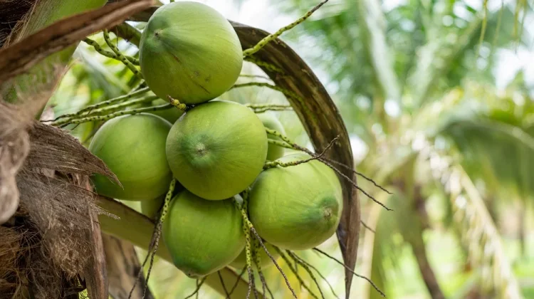 Air Kelapa Bisa Bantu Hidrasi saat Cacar Air, Benarkah Bisa Mengobati?