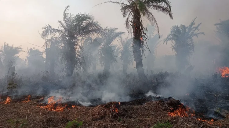 Sebanyak 126 Kecamatan di Bengkulu Berpotensi Karhutla, 14 Berisiko Tinggi