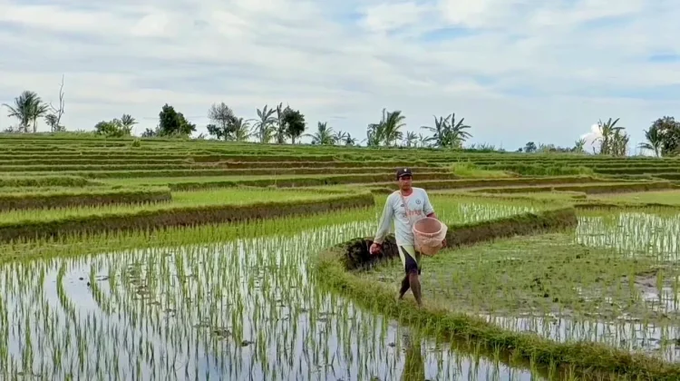 Pemkab Bengkulu Utara Pastikan Stok Pupuk Subsidi Aman