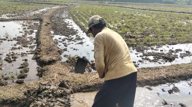 Musim Kemarau Tekan Hasil Panen Padi di Semarang, Sejumlah Petani Tunda Tanam