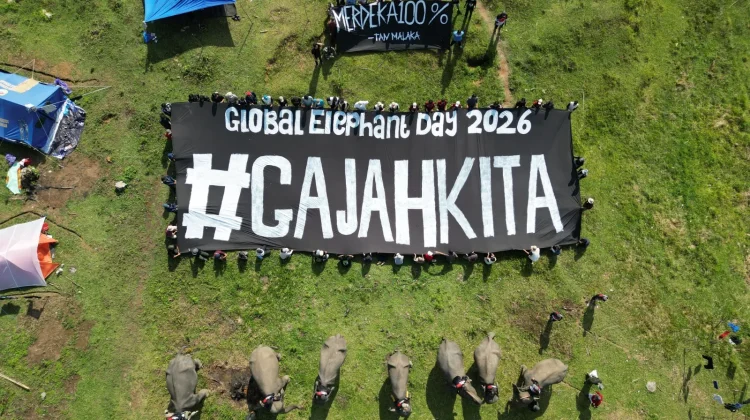 Elephant Camp 2026: Seruan Penyelamatan Gajah Sumatera dari Bentang Seblat