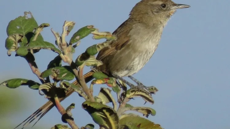 Perijá Thistletail: Burung Unik dengan Ekor Menawan dari Andes