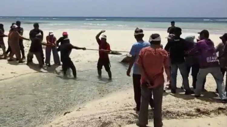 Pahpe, Tradisi Sedekah Bumi Masyarakat Adat Enggano