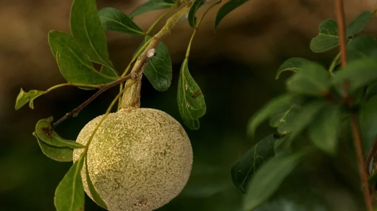 Keajaiban Buah Kawista: Khasiat Alami untuk Kesehatan Tubuh