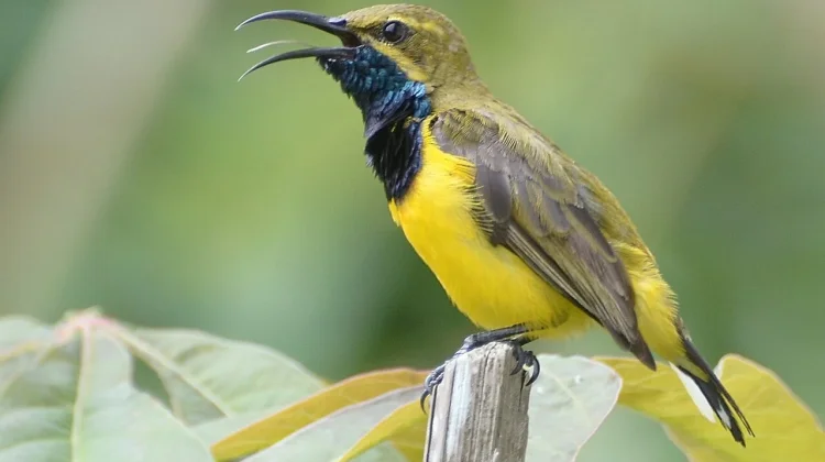 Fakta Burung Madu Sriganti yang Mirip Kolibri: Kembaran Berbeda Keluarga