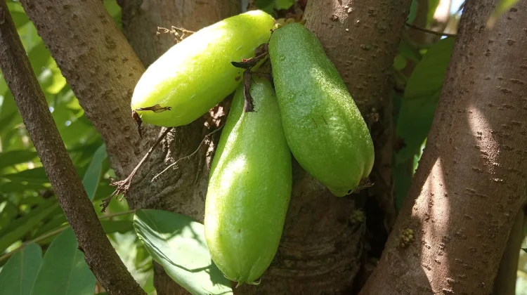 Misteri Belimbing Wuluh: Benarkah Buah Masam Ini Bisa Menjadi Manis?