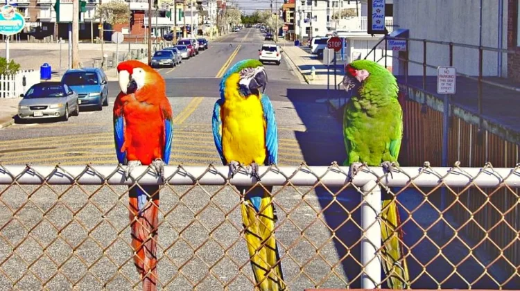 Burung Macaw: Mengenal Lebih Dekat Burung Beo Berekor Panjang yang Berwarna-Warni