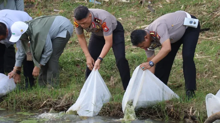 Perkuat Ketahanan Pangan, Kapolda Bengkulu Tebar Bibit Ikan Lele