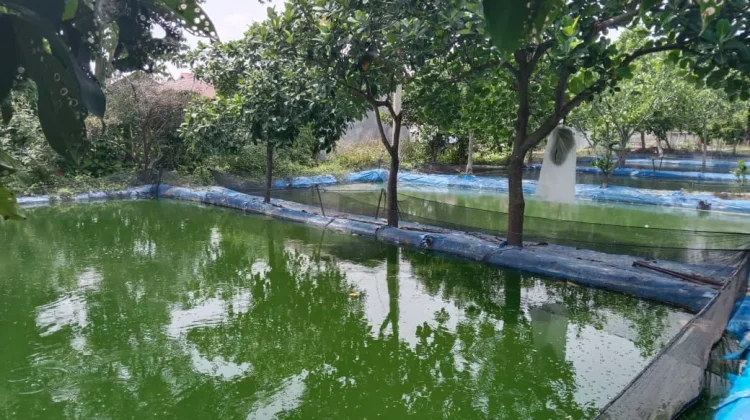 Harga Pakan Jadi Tantangan Pembudidaya Ikan Air Tawar