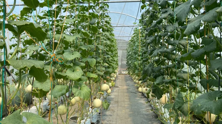 Budidaya Melon Greenhouse Dorong Produksi dan Perluasan Pasar di Bengkulu