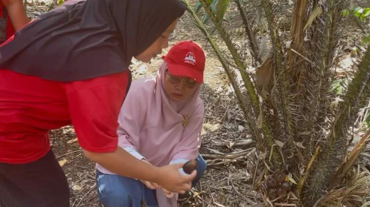 Perkebunan Salak di Bengkulu tengah Jadi Agrowisata