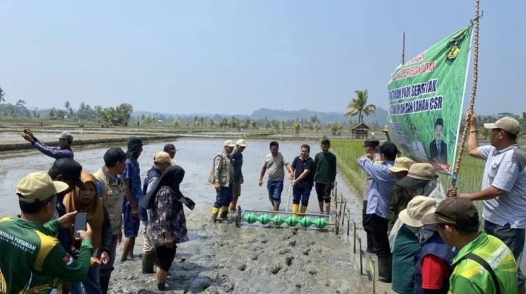 Bengkulu Selatan Mulai Meakukan Gerakan Tanam Padi dengan Metode PM-AAS