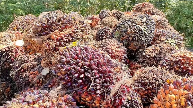 Harga TBS Kelapa Sawit Tingkat Pabrik di Bengkuku Utara Capai Rp3.000/kg