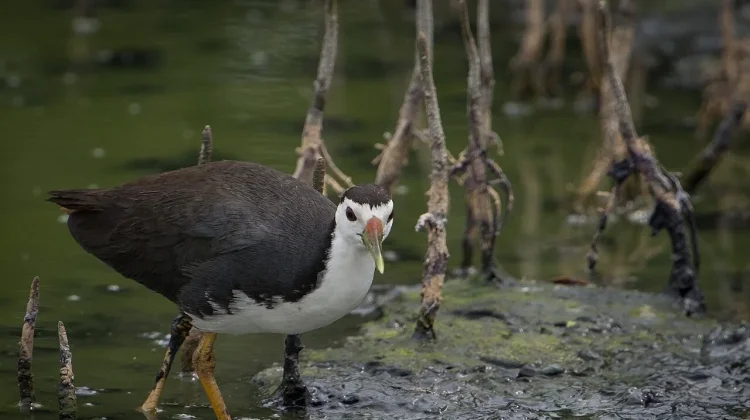 Burung Truwok: Unggas Lahan Basah dengan Beragam Julukan Unik