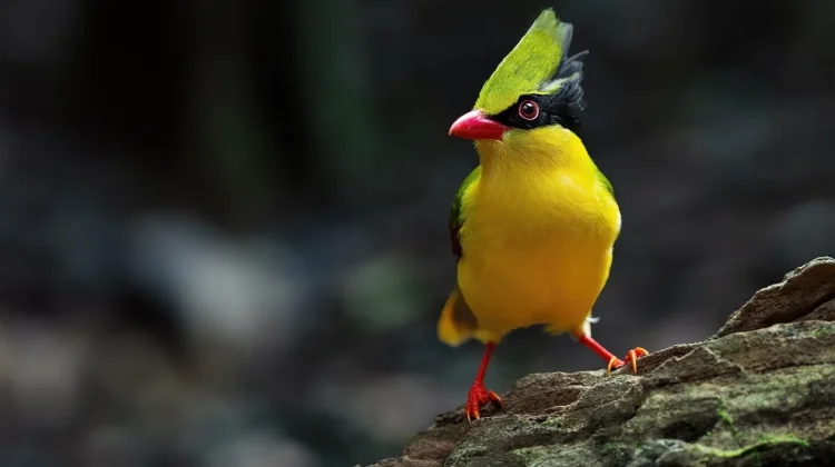 Pesona Ekek Dada-Kuning, Burung Eksotis Pemikat Hutan Indochina