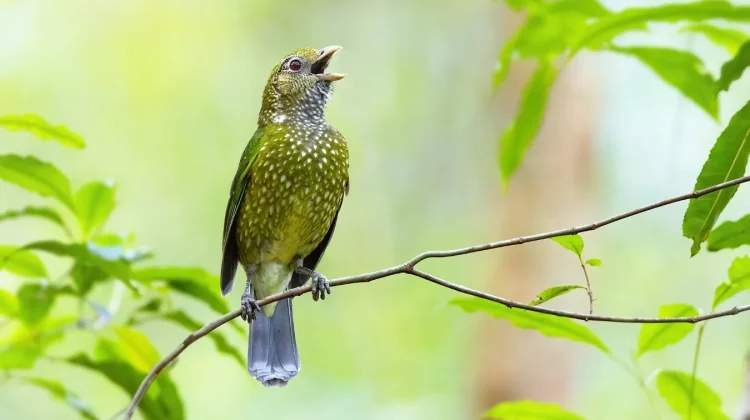 Fakta Unik Green Catbird, Burung Berbulu Hijau dengan Suara Mirip Kucing