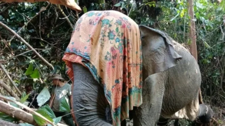 Perkuat Konservasi Gajah Sumatera di BAS, BKSDA Bengkulu Pasang GPS Collar