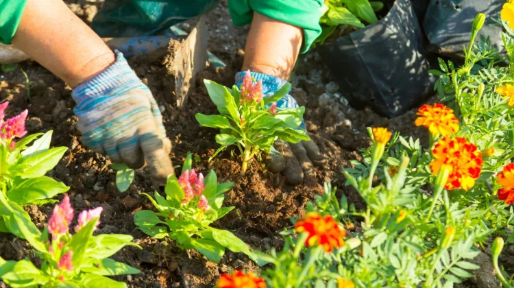 Manfaat Berkebun untuk Kesehatan Mental, Bisa Bantu Redakan Stres