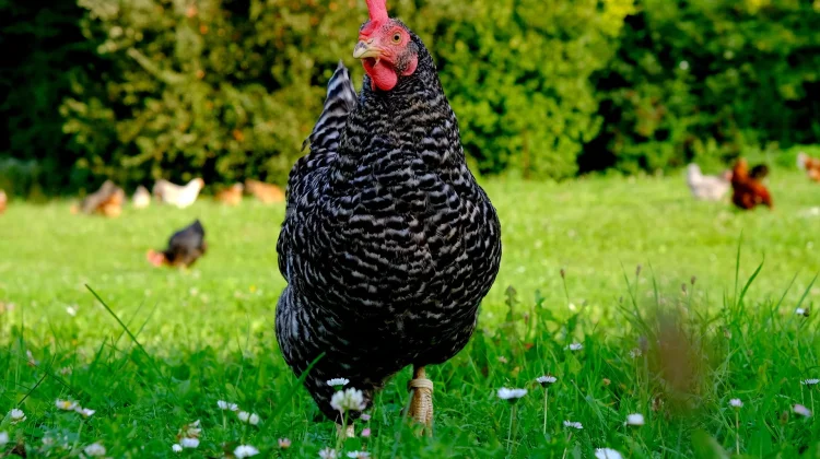 Mengenal Keunikan Ayam Ketawa, Ayam Lokal dengan Suara Kokok yang Menghibur