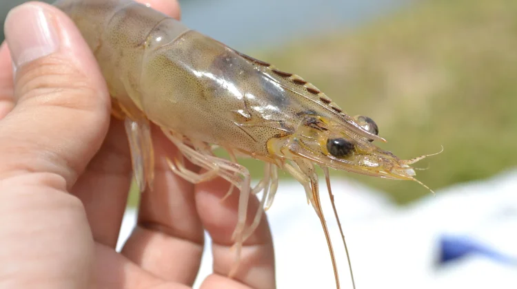 Shrimp Posture, Kebiasaan Membungkuk yang Bisa Memicu Nyeri Leher dan Punggung