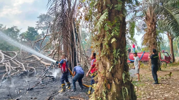 Karhutla di Bulan Agustus Menurun,Damkar Kaur Tetap Imbau Warga Waspada