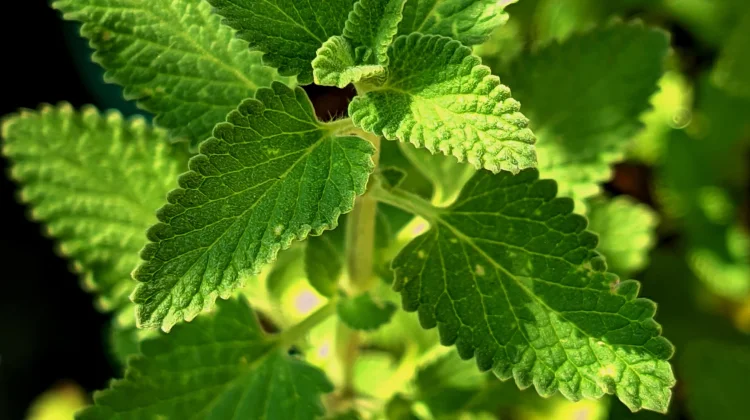 Mengolah Tanaman Herbal Menjadi Minuman dan Bahan Masakan
