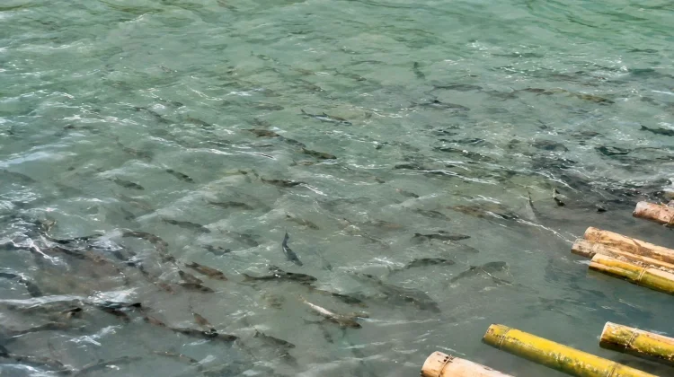 Wisata Ikan Larangan Taba Lubuk Puding Jadi Daya Tarik Wisata Alam di Seluma