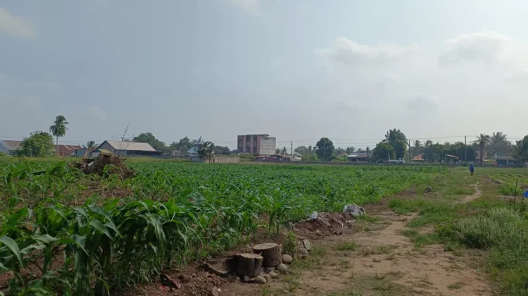 Tanaman Jagung Petani di Kampung Melayu Mulai Menghasilkan