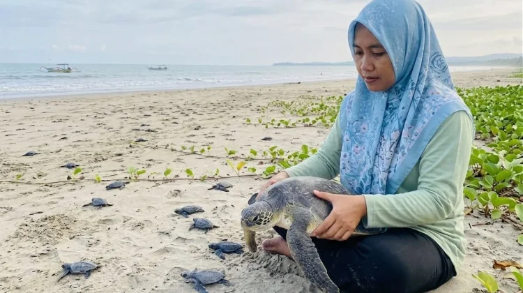 Konservasi Penyu di Pekik Nyaring Terus Berjalan di tengah Ancaman Abrasi