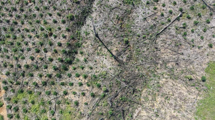 Deforestasi Bentang Alam Seblat Masih Terjadi, Genesis Desak Evaluasi PBPH
