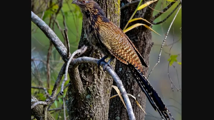 Mengenal Pheasant Coucal, Burung Kukuk Unik Penghuni Padang Rumput