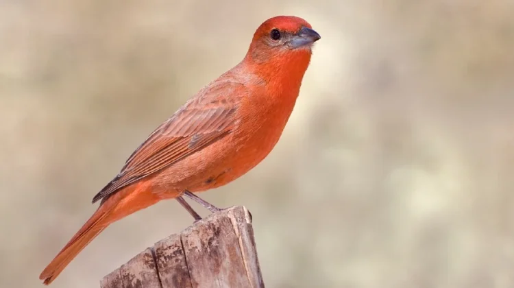 Mengenal Hepatic Tanager, Burung Pegunungan Penghuni Hutan Pinus