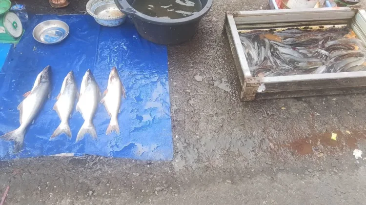 Harga Ikan Air Tawar di Bengkulu Naik, Nila dan Patin Capai Rp35 Ribu per Kilogram
