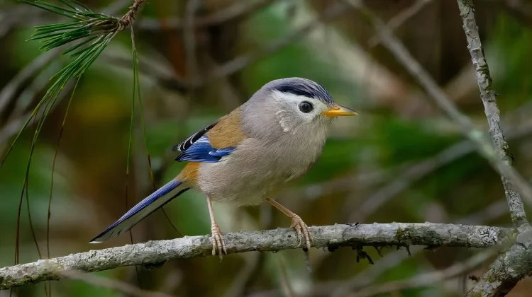 Mengenal Minla Sayap-Biru, Burung Mungil Penghuni Hutan Pegunungan