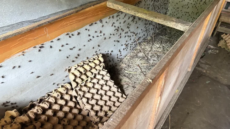 Berawal dari Hobi Burung, Ternak Jangkrik Jadi Peluang Usaha