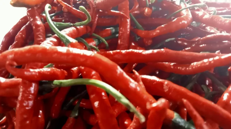 Harga Cabai Merah di Bengkulu Mulai Naik