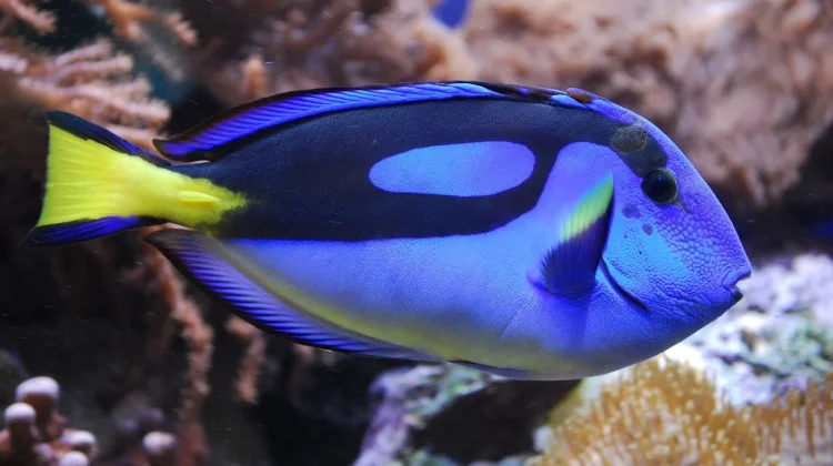 Mengenal Ikan Leter Enam: Fauna Laut yang Dipopulerkan Karakter Dory