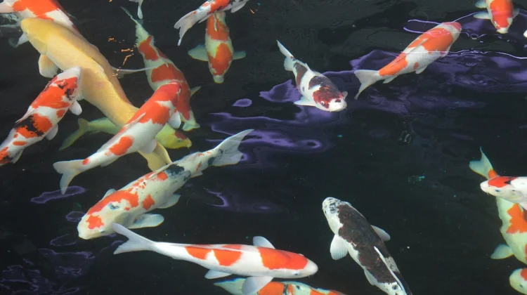 Benarkah Ikan Koi Bisa Hidup hingga Ratusan Tahun?