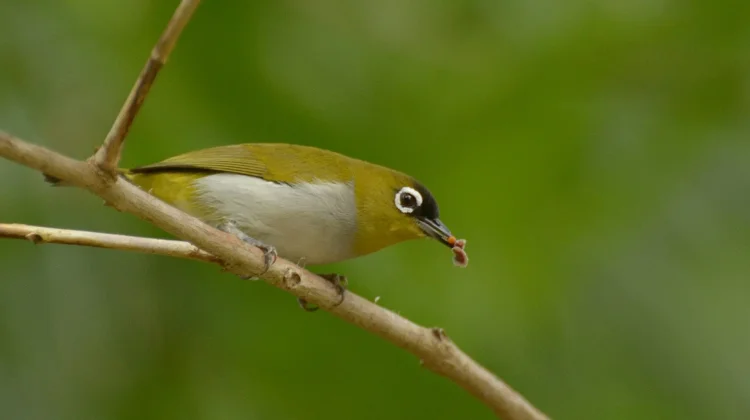 Pesona Burung Pleci dan Keunikan Telur Kebiruan di Alam Liar