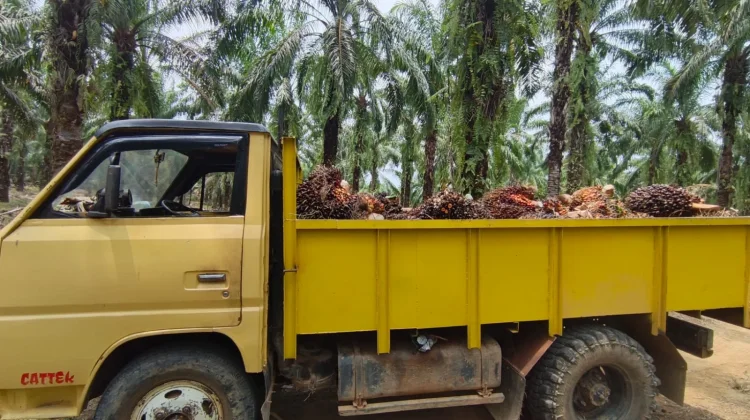 Harga TBS Stabil di Kisaran Rp3.000