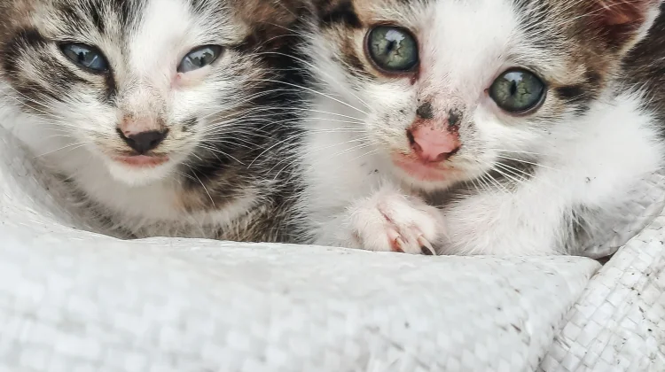 Merawat Anak Kucing, Perlu Kesabaran dan Perhatian