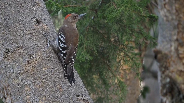 Arabian Woodpecker: Penghuni Langka Pegunungan Jazirah yang Kian Terancam