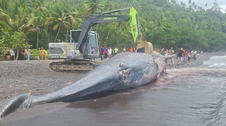 Penanganan Cepat Paus Sperma Terdampar di Ternate
