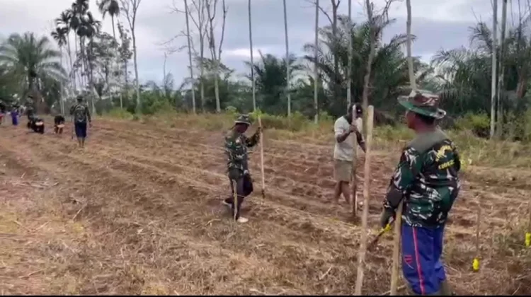 Jaga Ketahanan Pangan, TNI dan Warga Garap 6 Hektare Lahan Jagung