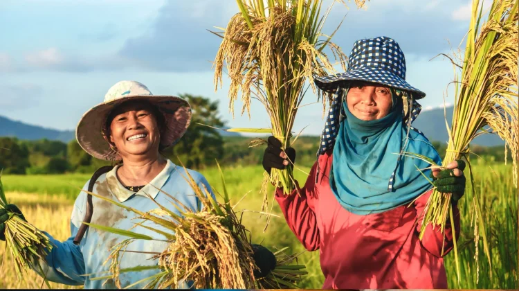 Petani Padi Dilindungi Asuransi Hadapi El Nino
