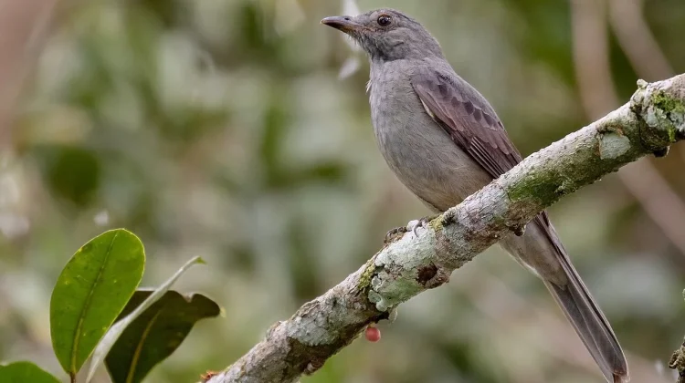 Screaming Piha, Burung Amazon dengan Panggilan Memekakkan Telinga