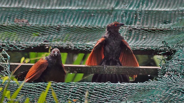 Mengenal Burung Bubut: antara Mitos Pertanda Buruk dan Fakta Ekologisnya