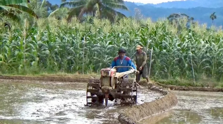 Air Irigasi Terbatas, Petani Memilih Menanam Tanaman Alternatif